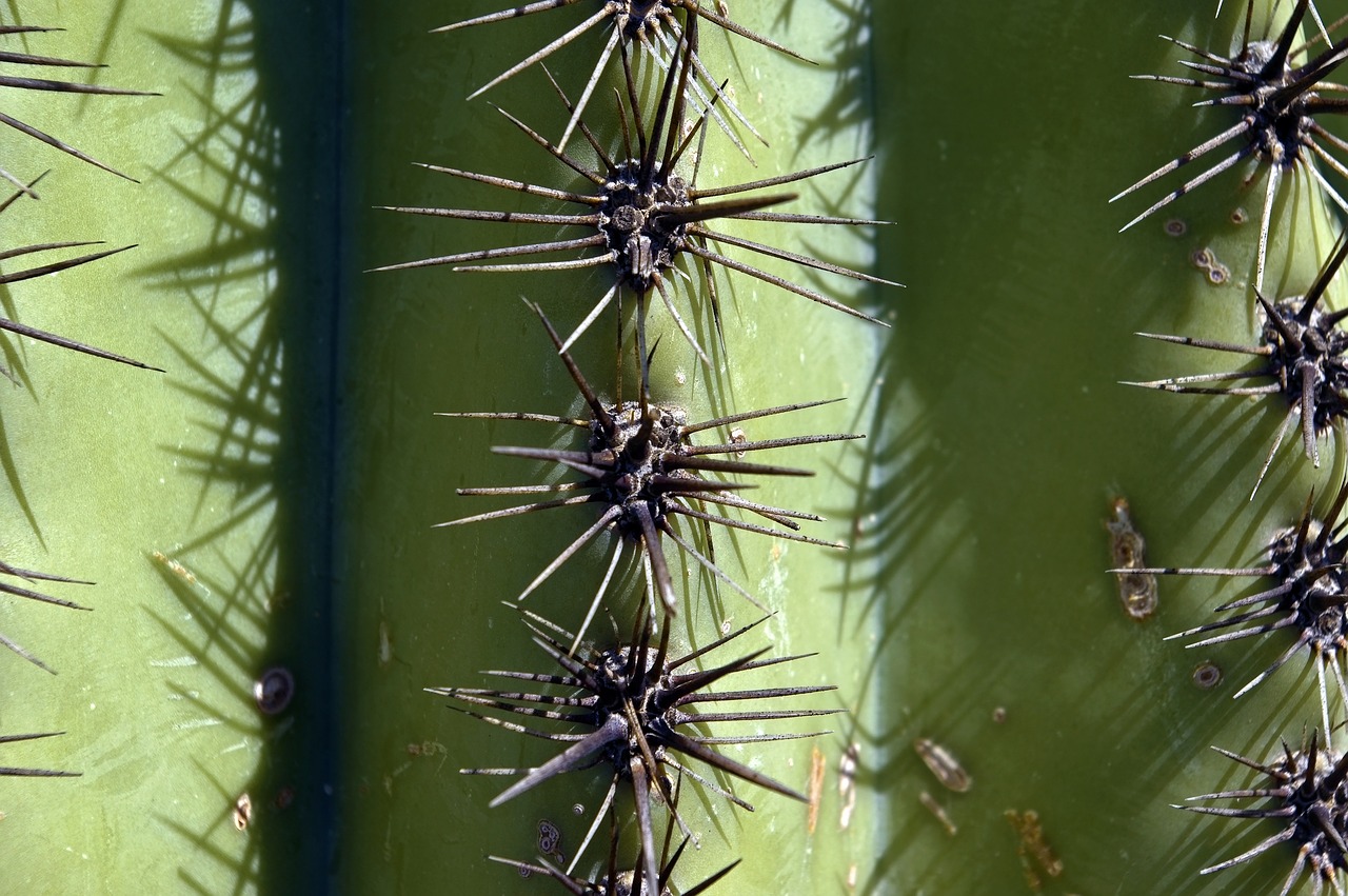 saguaro spines up close  cactus  arizona free photo
