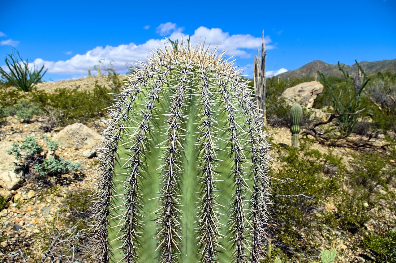 saguaro top  cactus  arizona free photo
