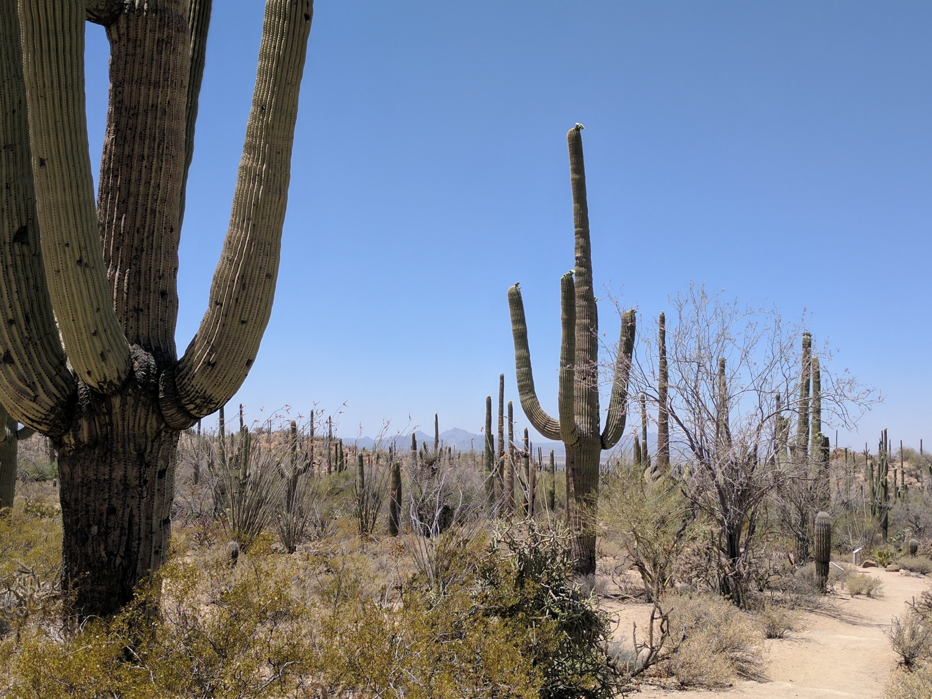 desert cacti cactus free photo