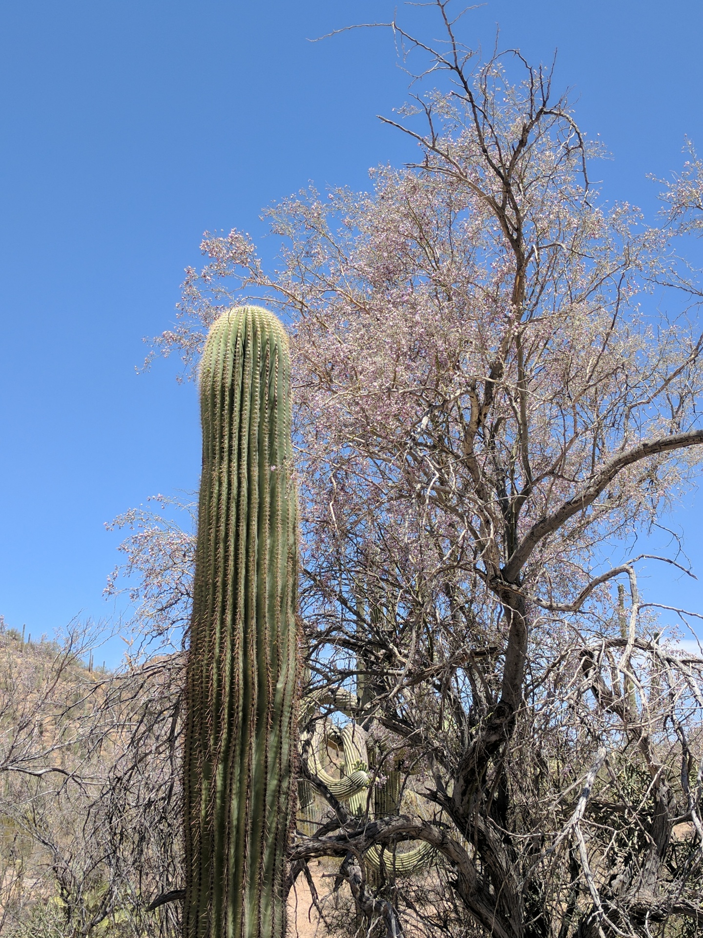 desert cacti cactus free photo