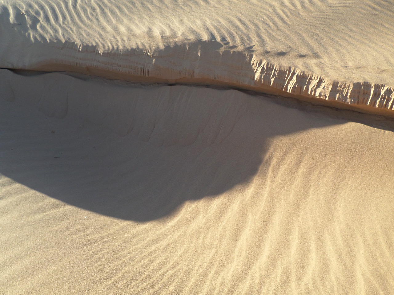 sahara algeria dunes free photo