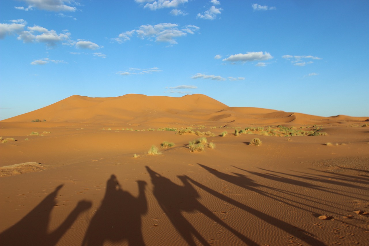 sahara camel morocco free photo