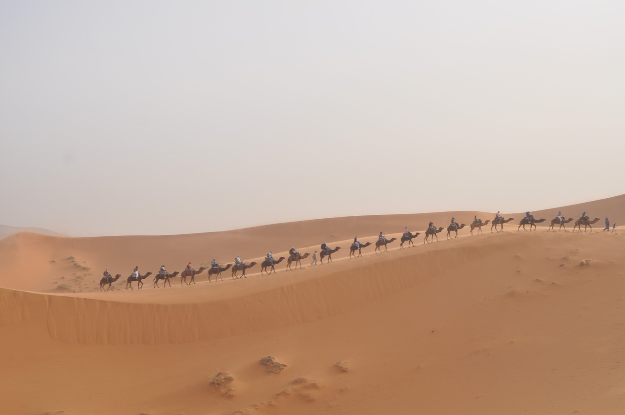 sahara camels morocco free photo
