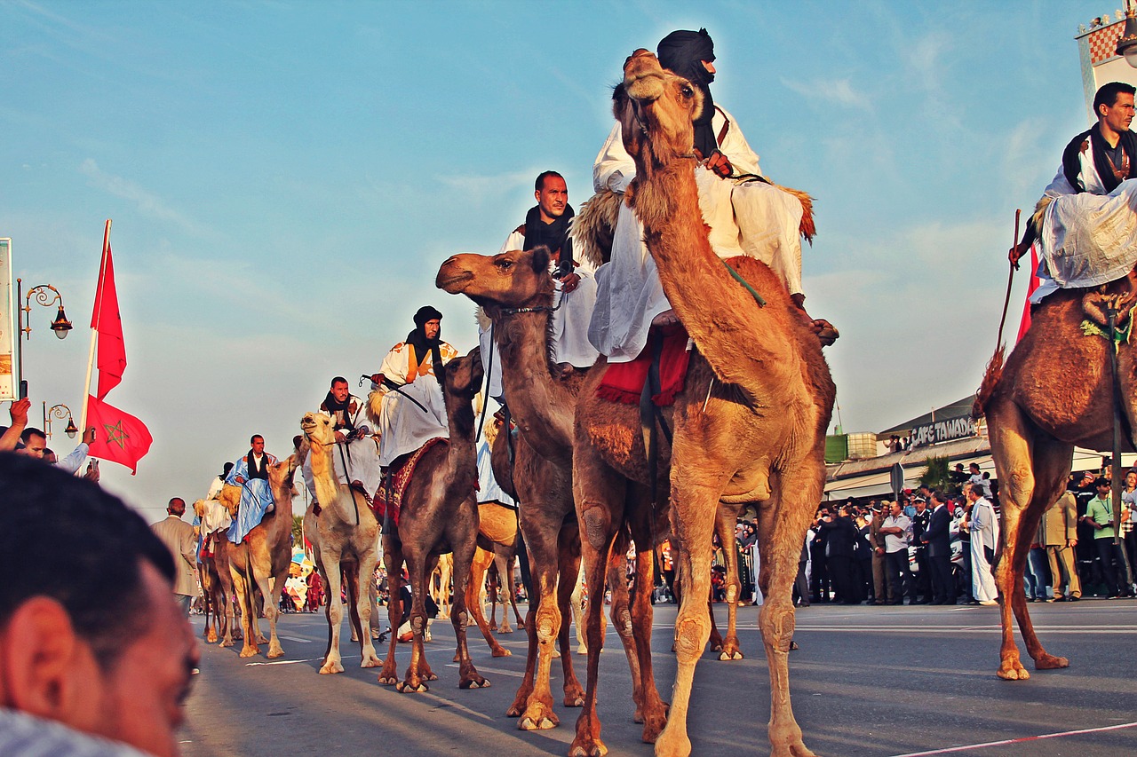 sahara  camel  nature free photo