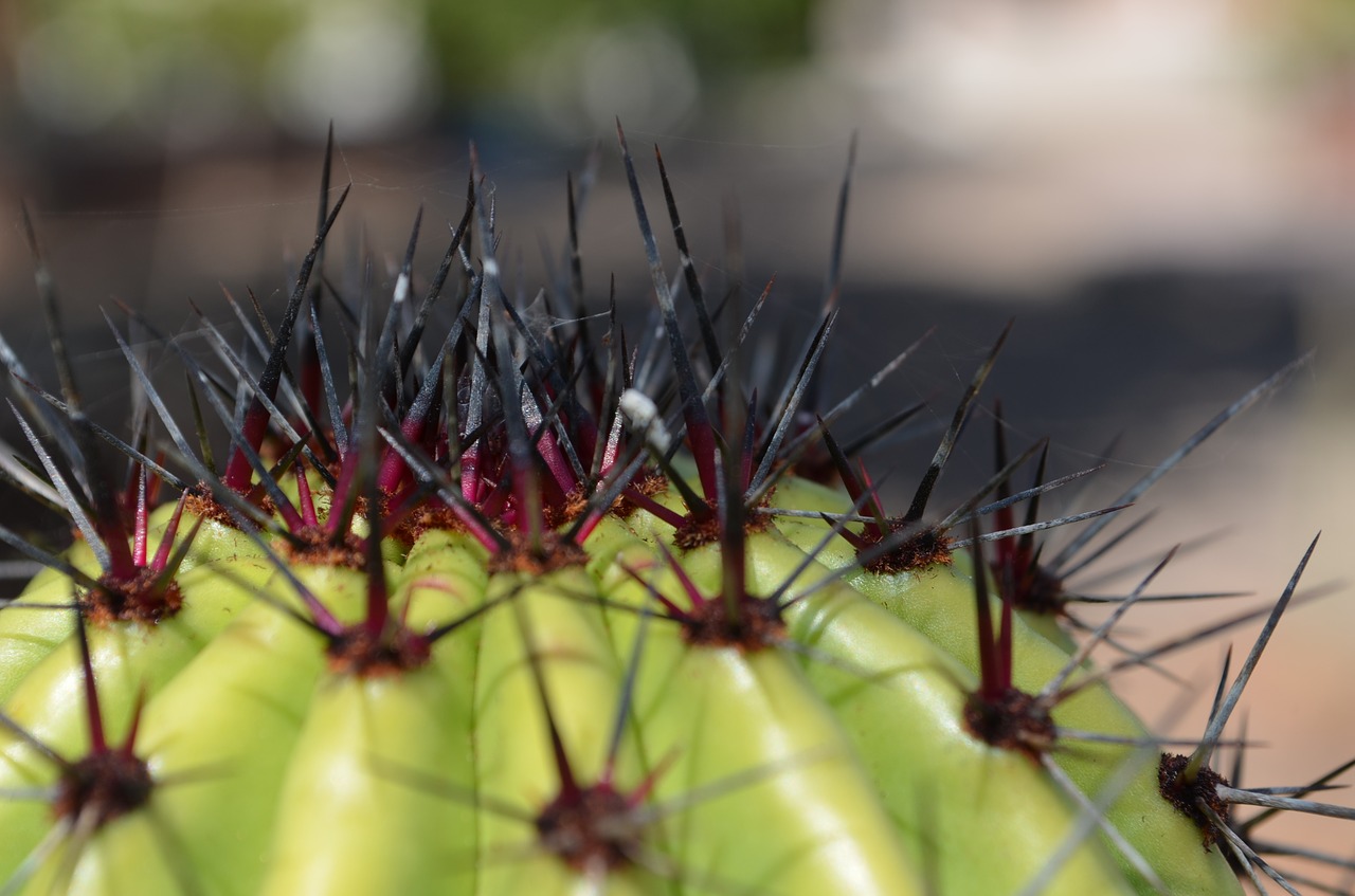 sahuaro desert thorns free photo