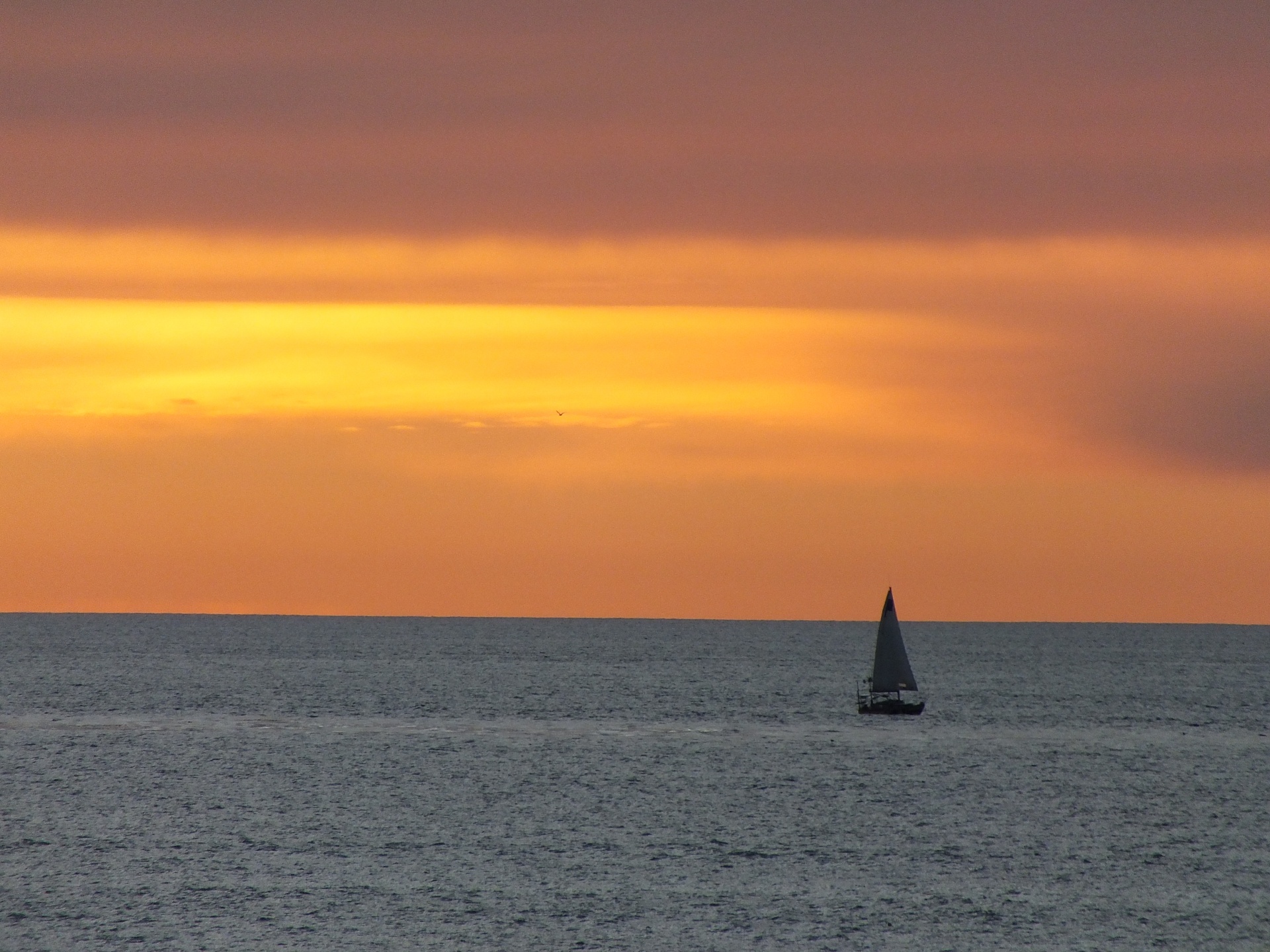 sail boat san diego sunset free photo