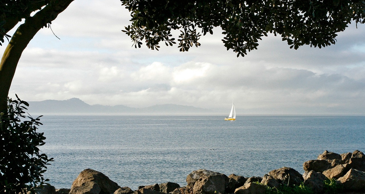 Download free photo of Sailboat,yellow sailboat,trees,san francisco bay ...