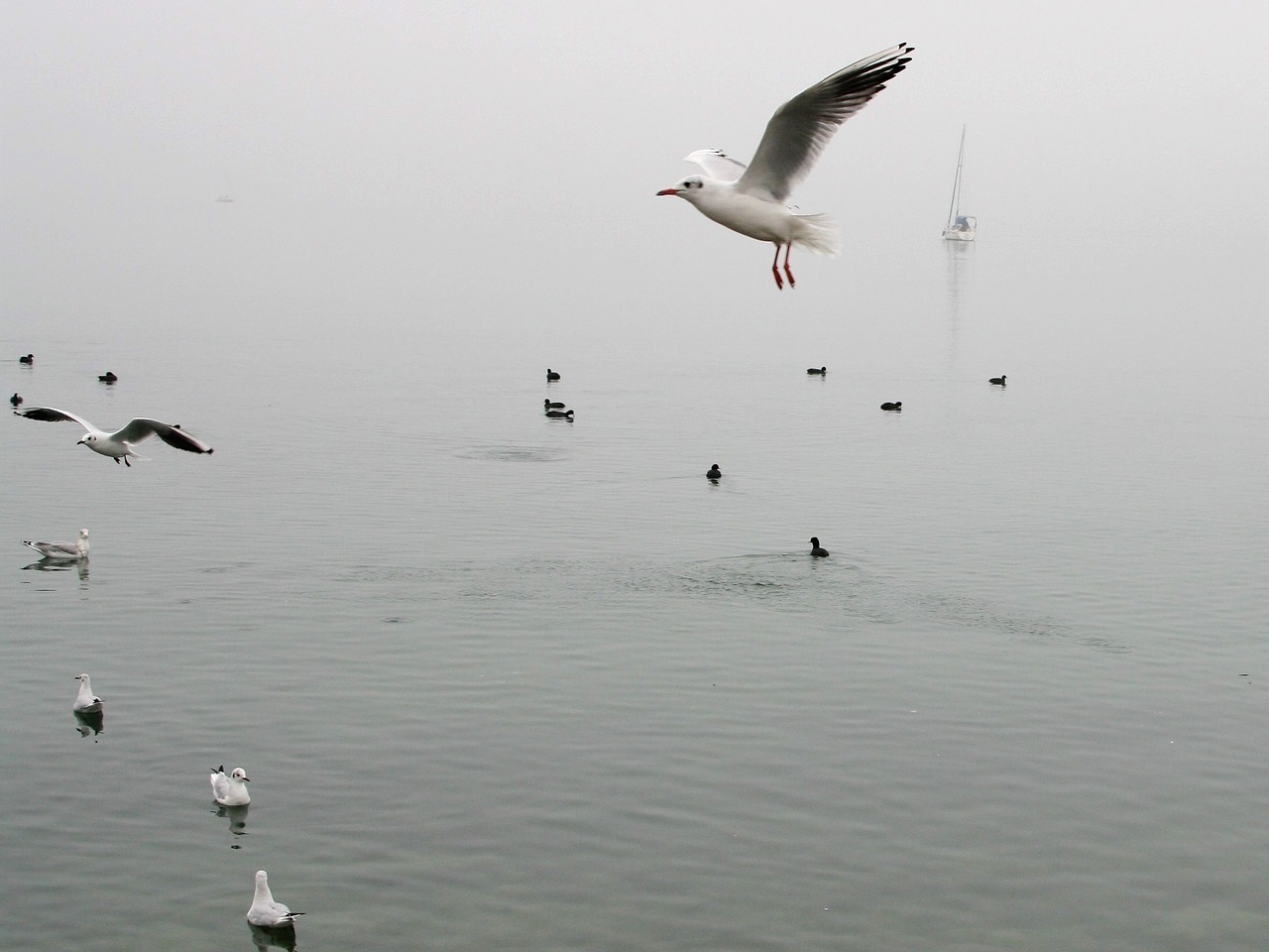 sailboat water surface landscape free photo