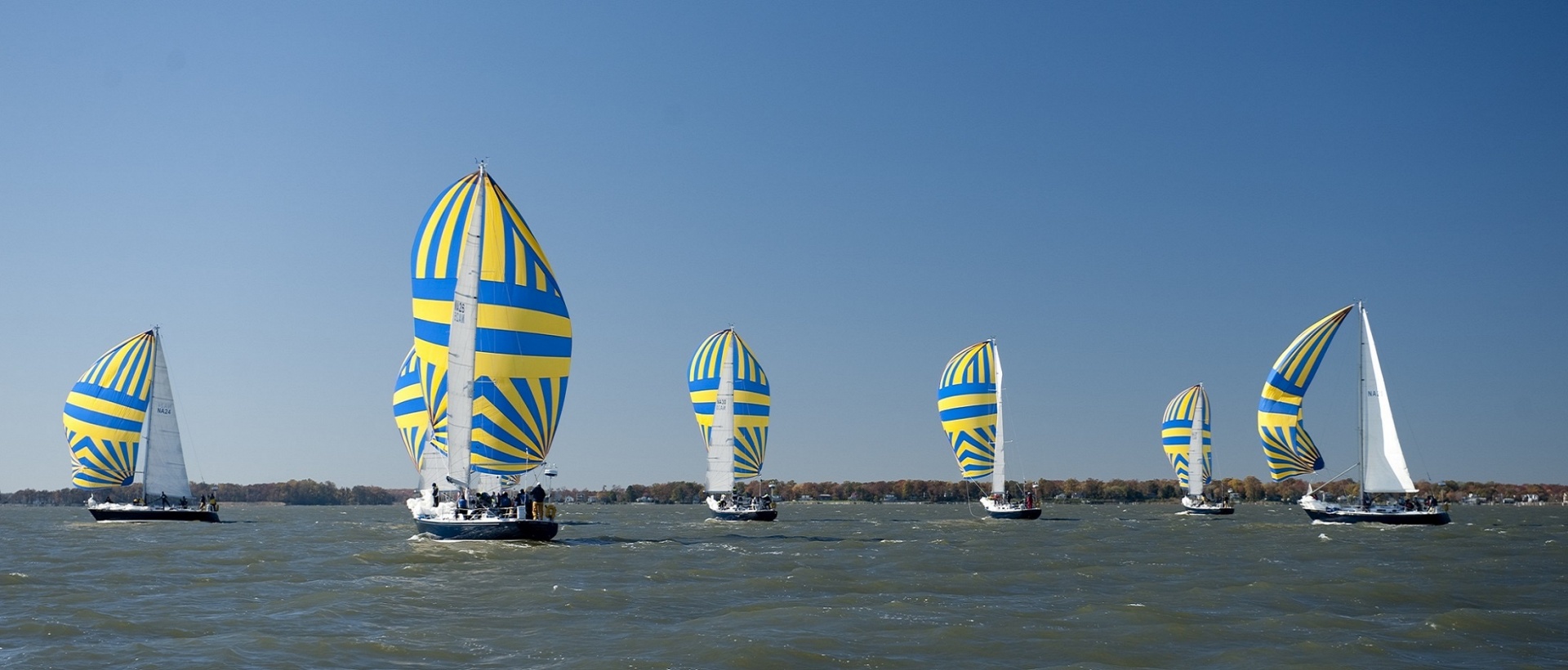 sailboats race racing free photo
