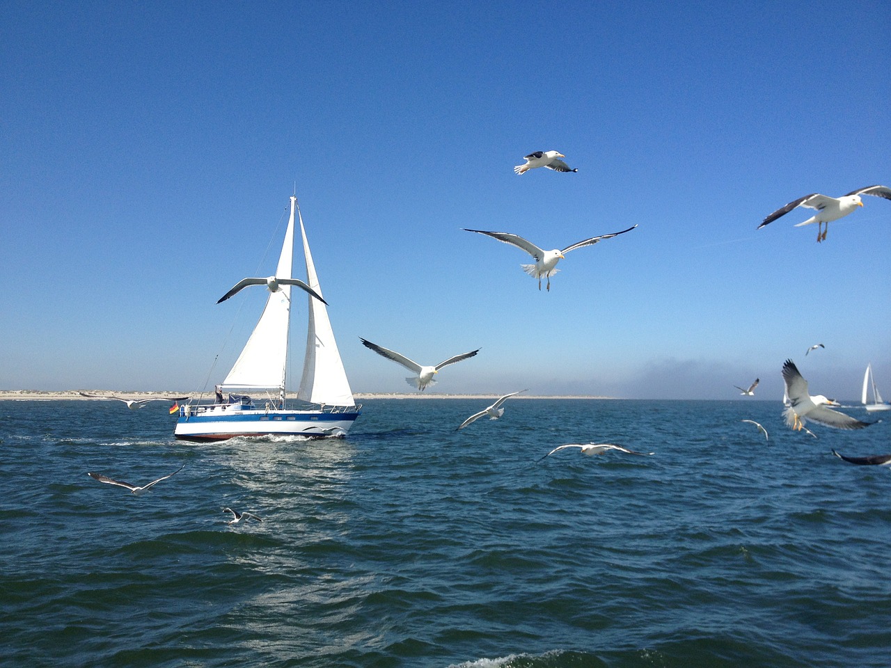 sailing boat gulls north sea free photo