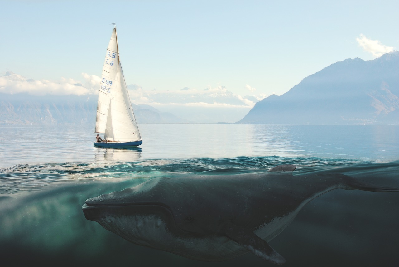 sailing boat  whale  sea free photo