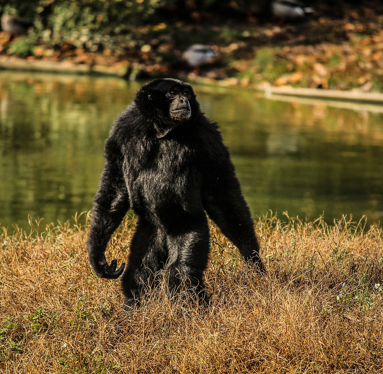 sainany gibbon monkey primate free photo