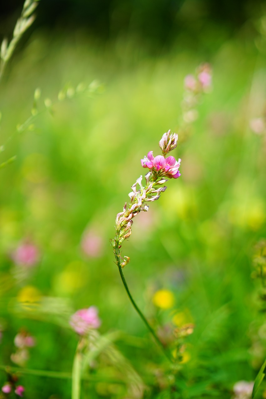 sainfoin flower blossom free photo