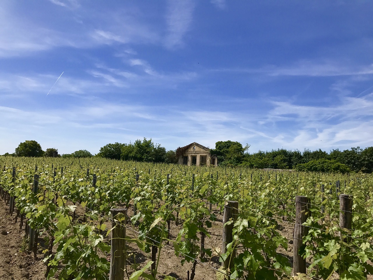 saint-émilion winery vineyard free photo