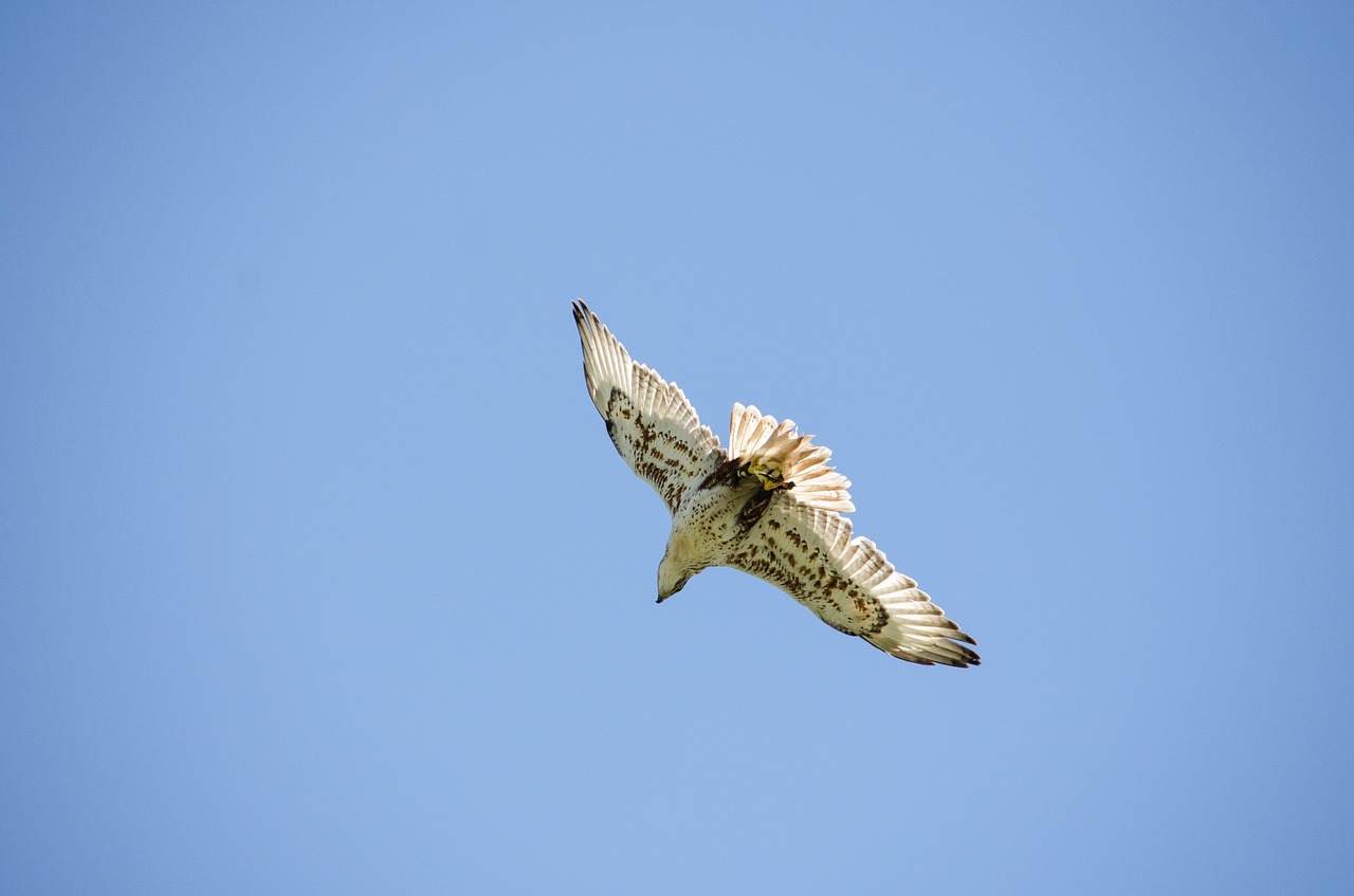 saker falcon falcon raptor free photo