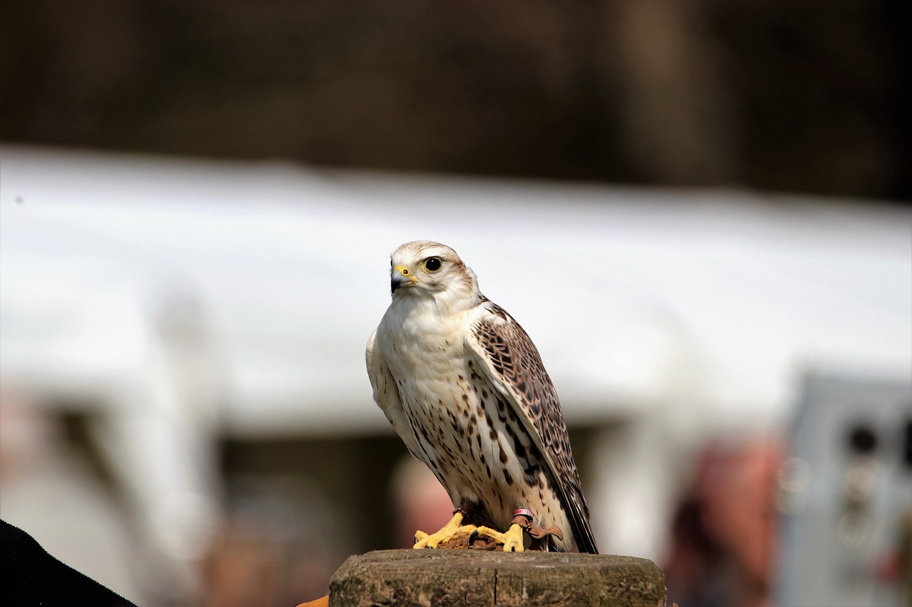 saker falcon bird falcon free photo