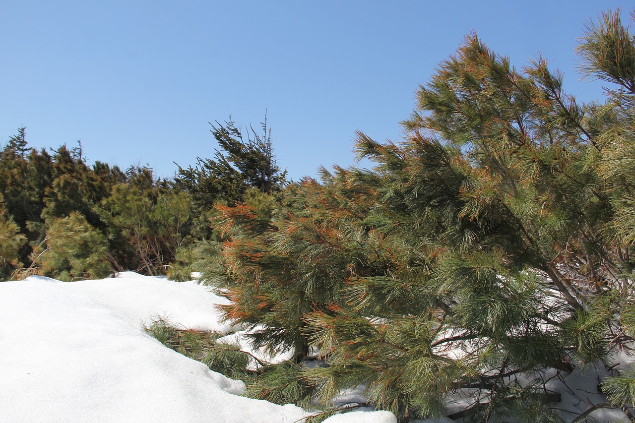 sakhalin  spring  snow free photo