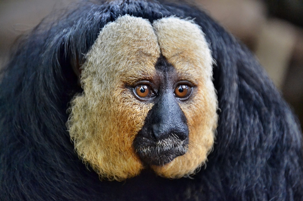 saki monkey head face free photo