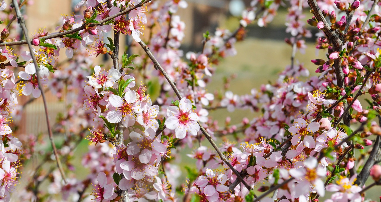 sakura flower cherry free photo