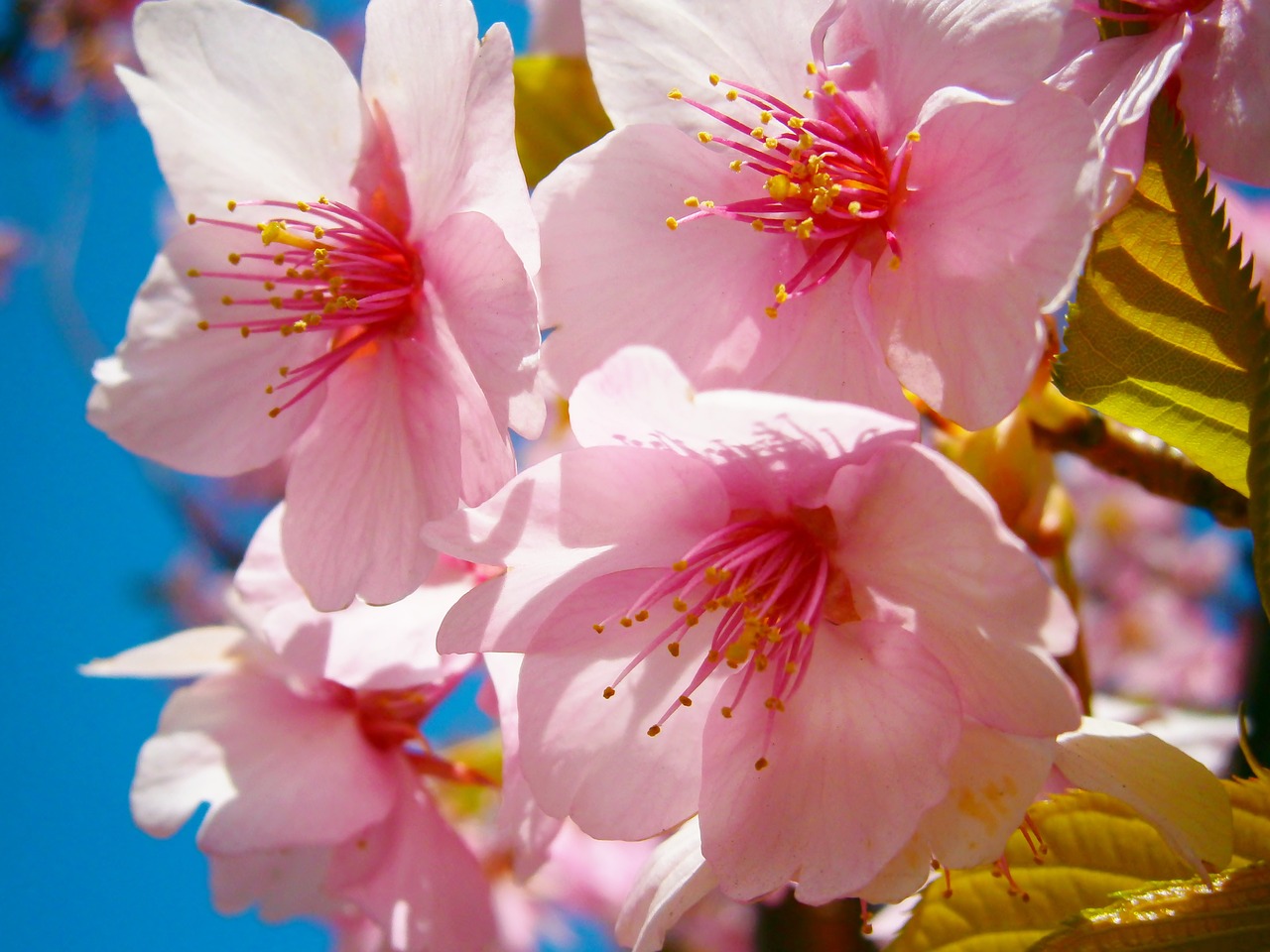 sakura cherryblossom japan free photo