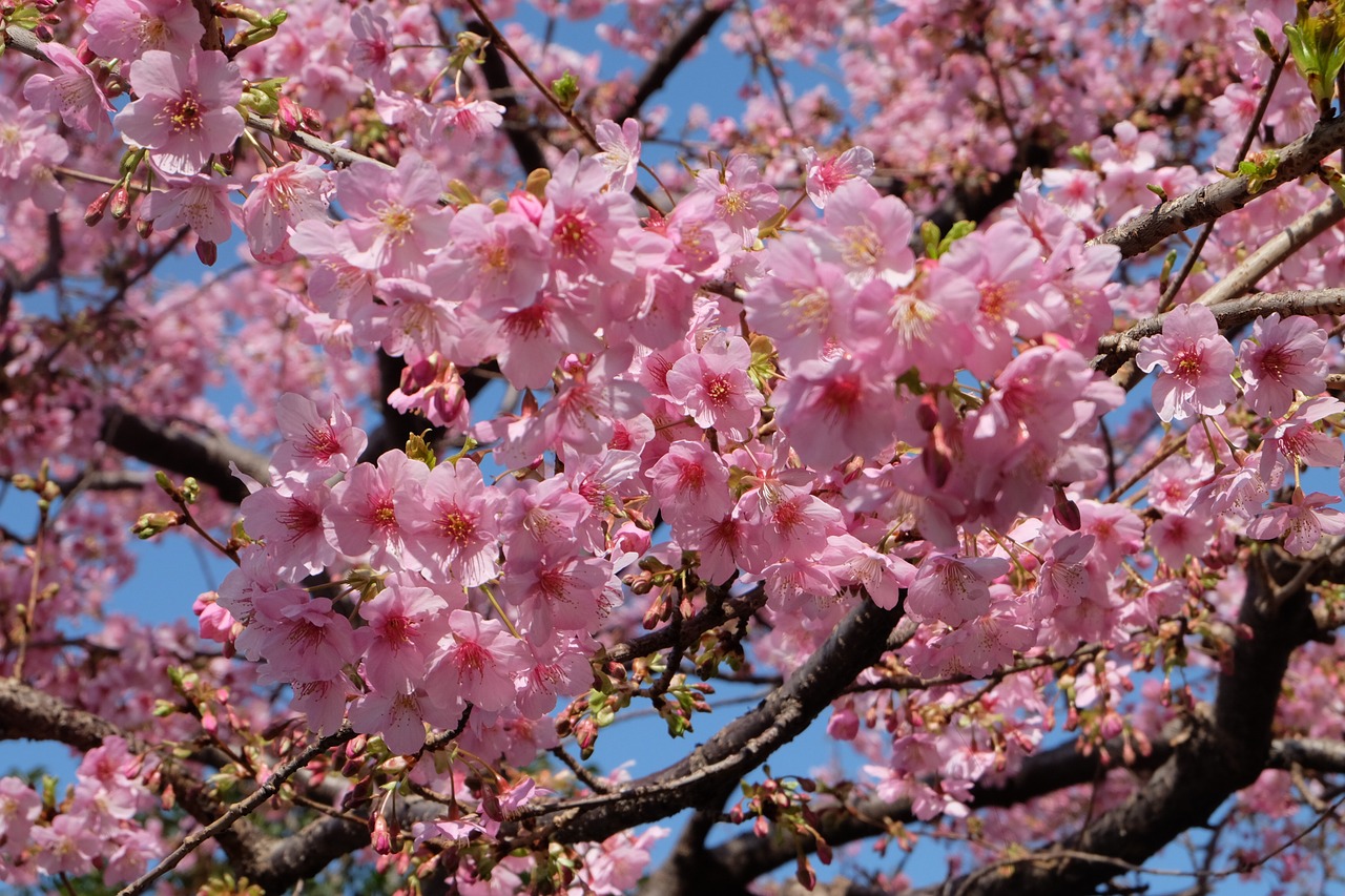 sakura cherry blossom tokyo free photo