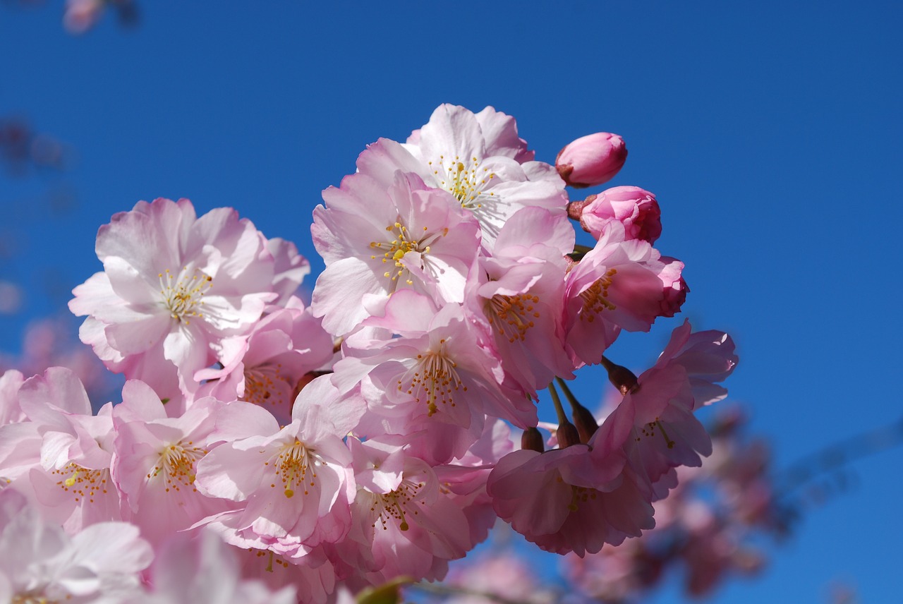 cherry spring flowers free photo