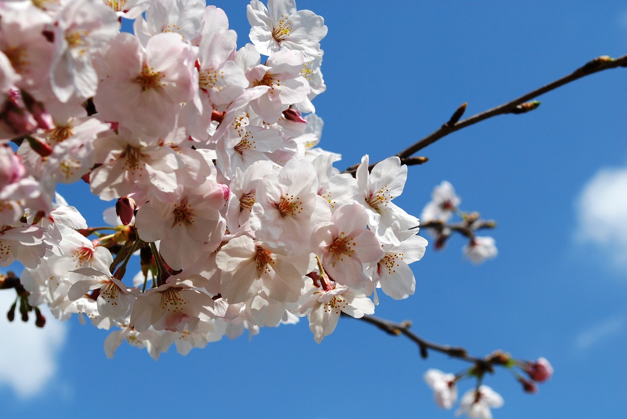 cherry japan cherry blossom viewing free photo