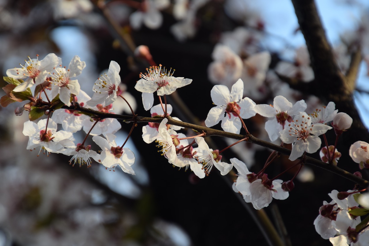 sakura tokyo cherry free photo
