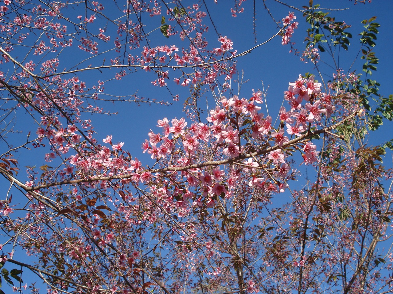 sakura tiger hill flowers free photo