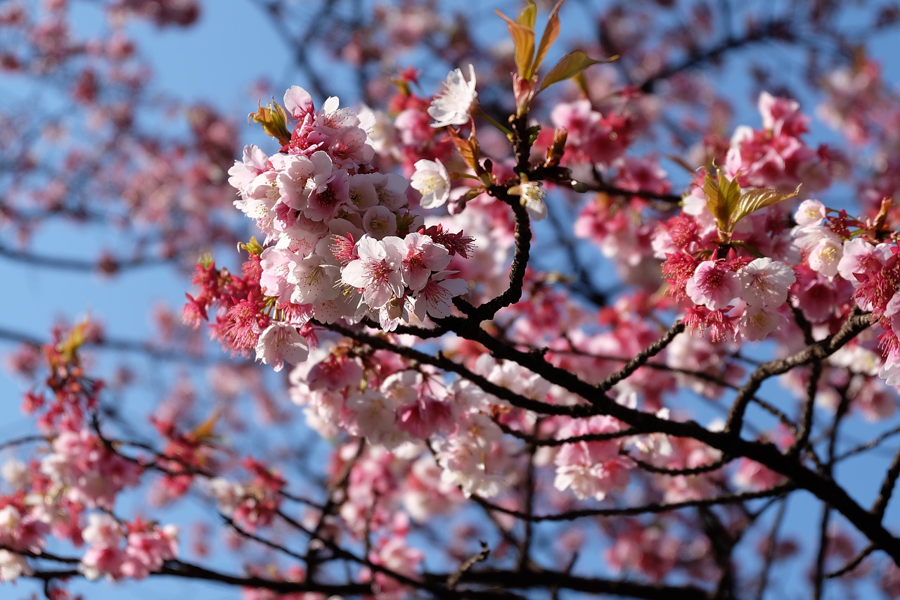 sakura cherry blossum free photo