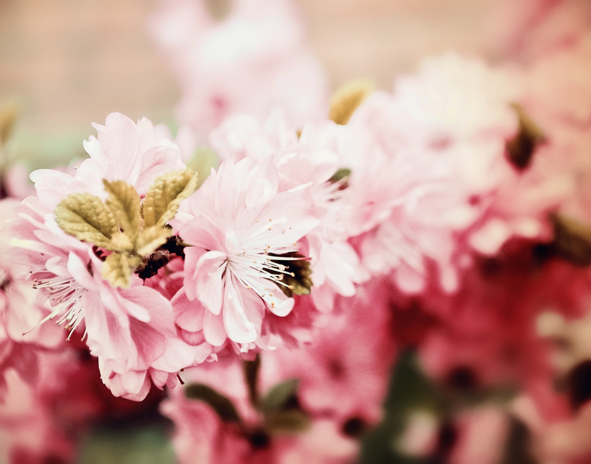 sakura flowers cherry free photo