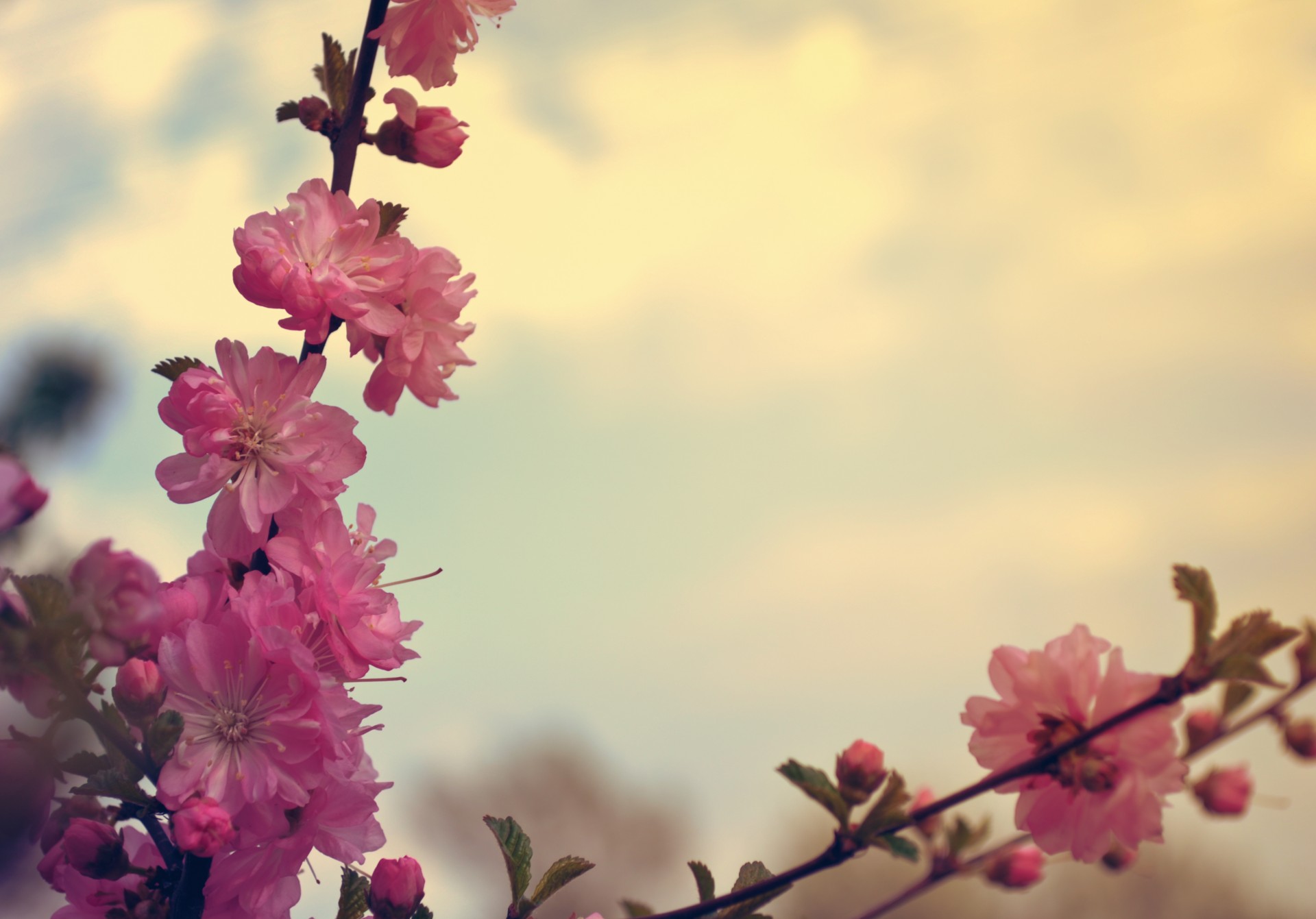 sakura cherry flowers free photo