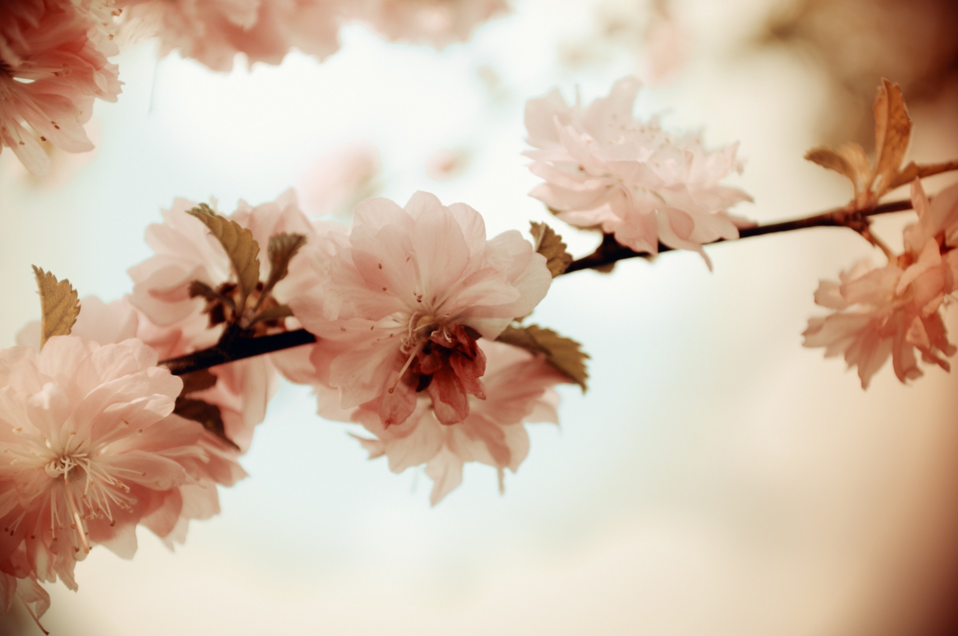 sakura cherry flowers free photo