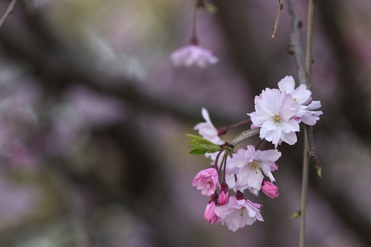 cherry blossom sakura japan free photo
