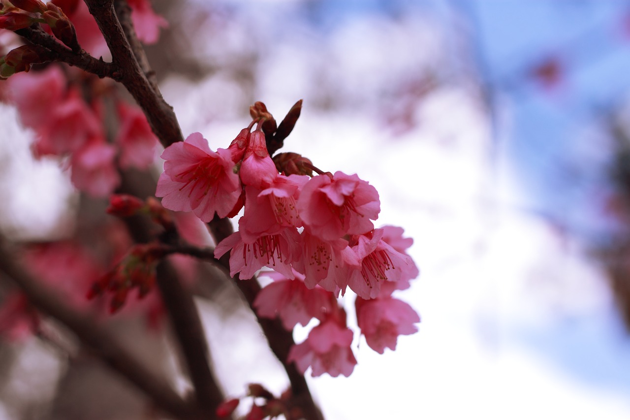 sakura flower romantic free photo