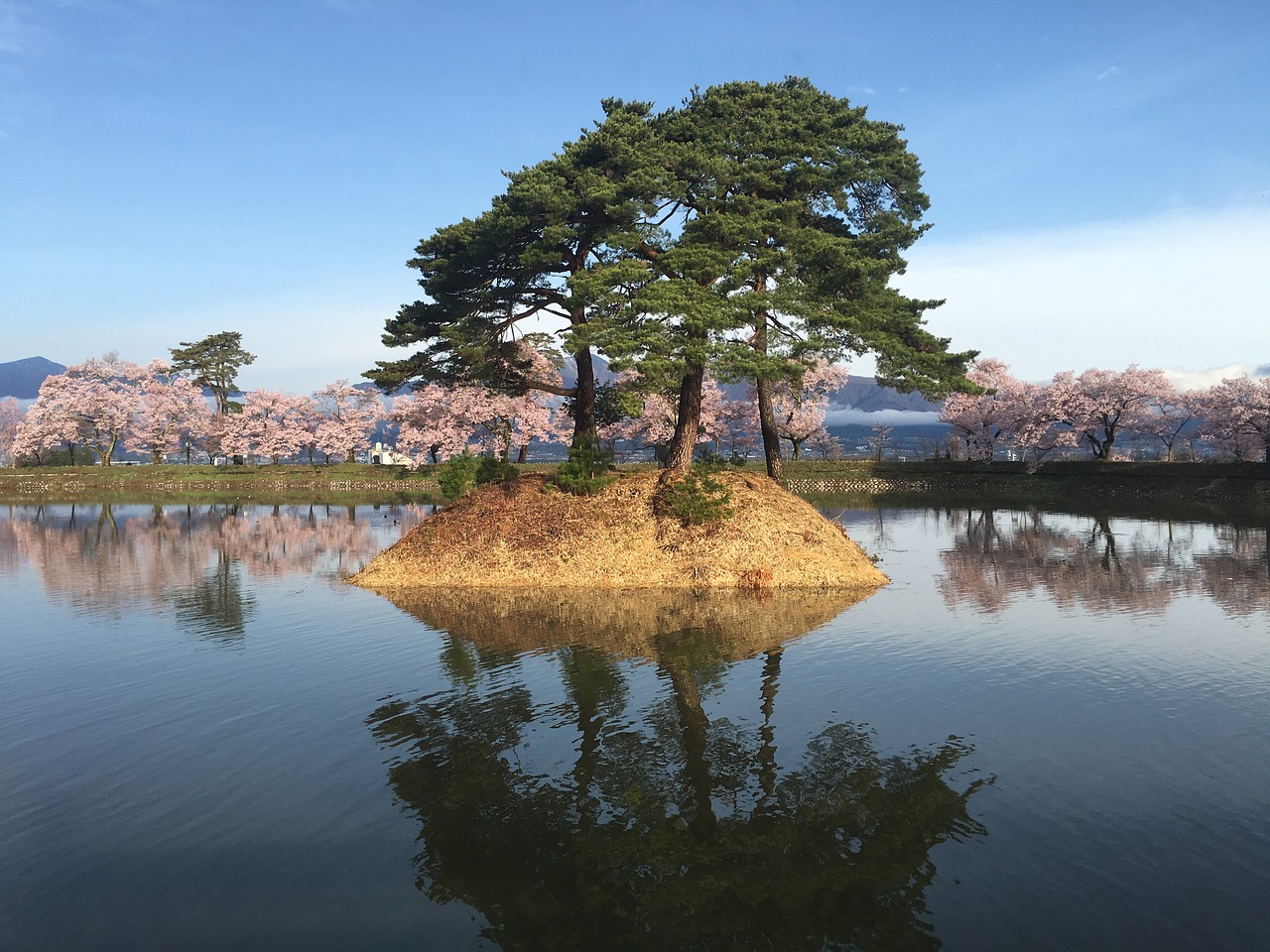 cherry japan pond free photo
