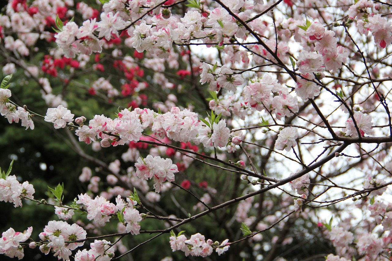 sakura spring tokyo free photo