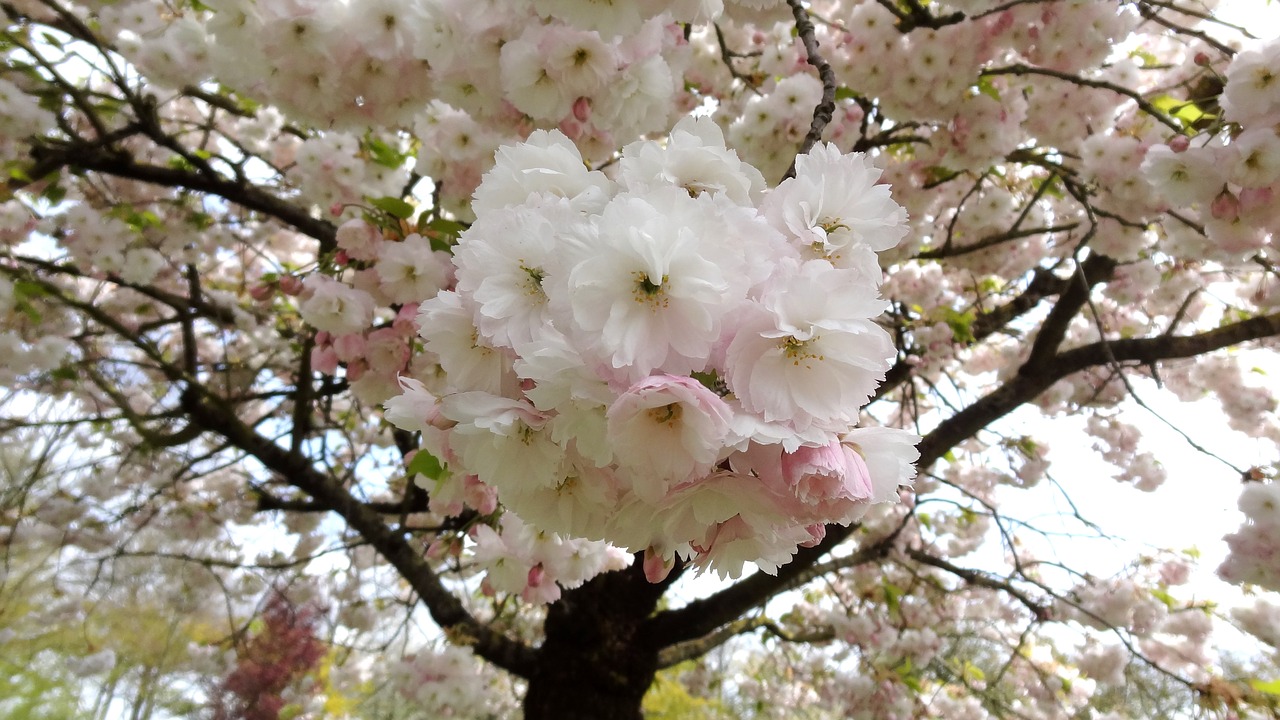 sakura flower spring free photo