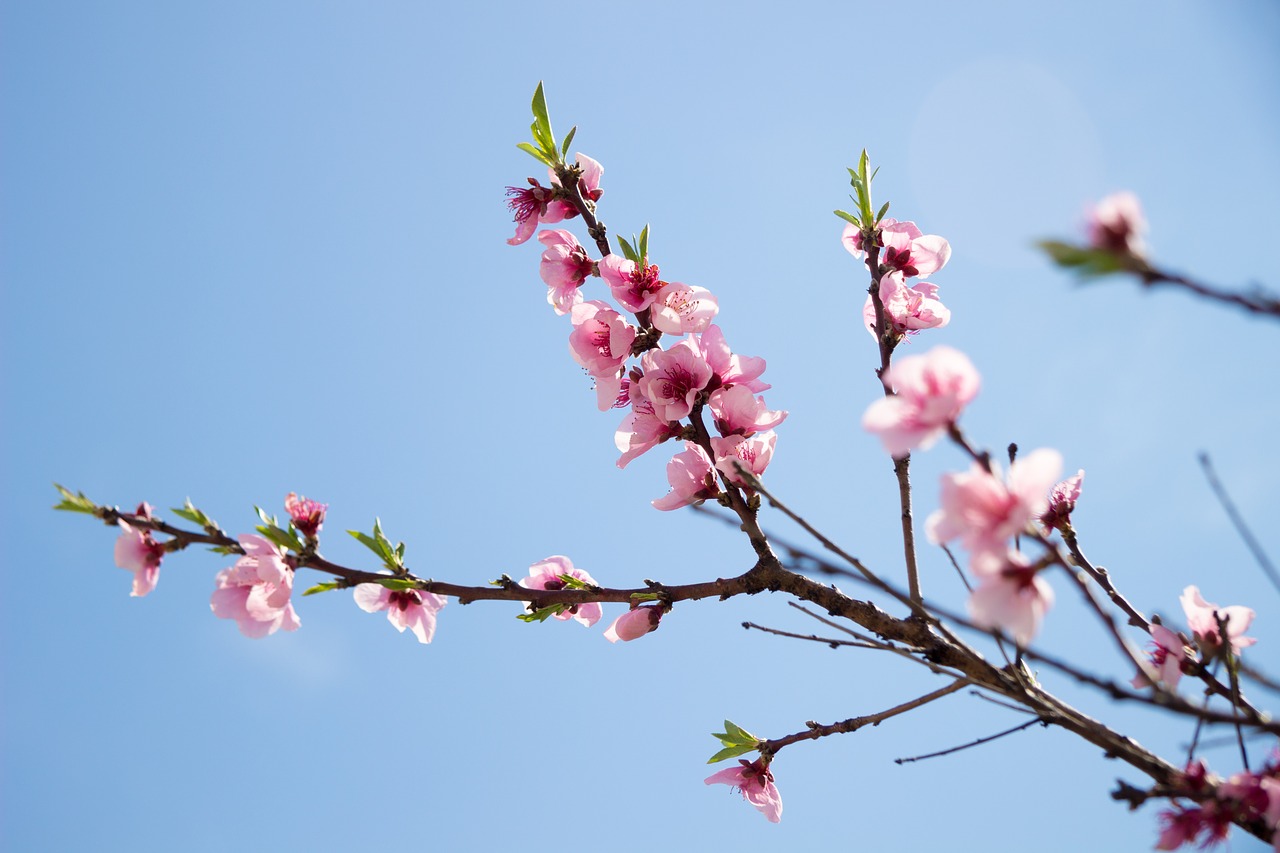 sakura sky life free photo