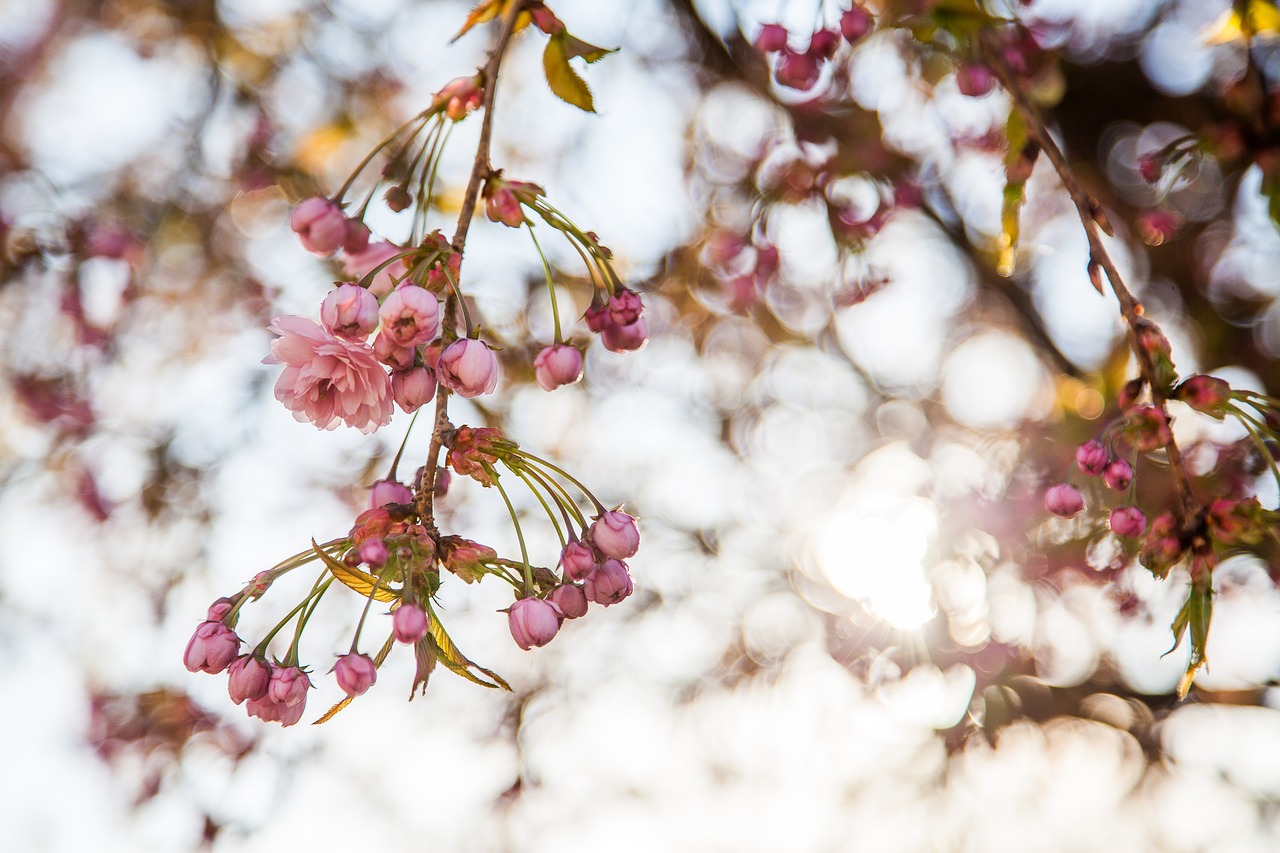 sakura flowers spring free photo