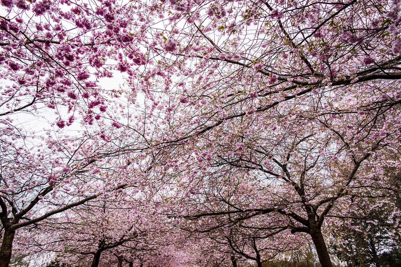 sakura sky tree free photo