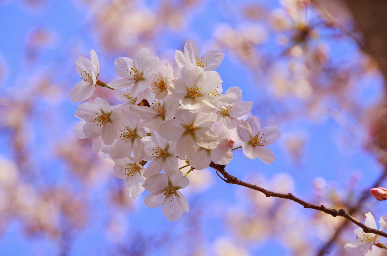 sakura flowers spring free photo