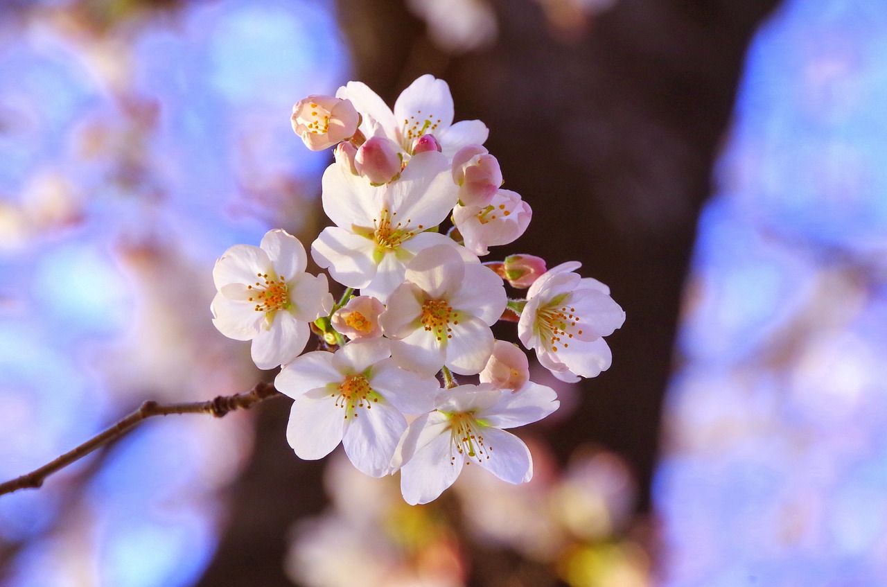 sakura cherry blossom viewing april free photo
