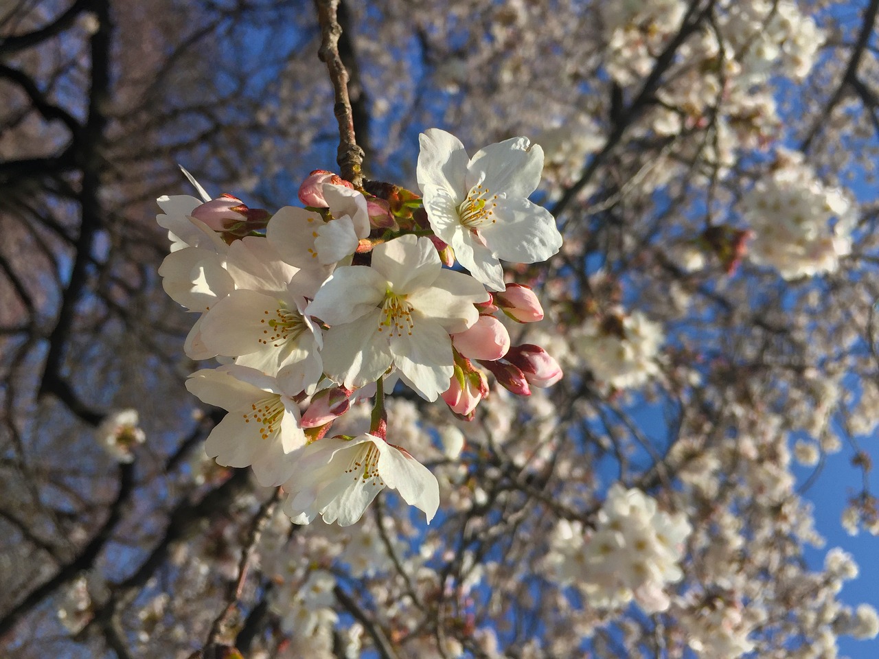 sakura spring japan free photo