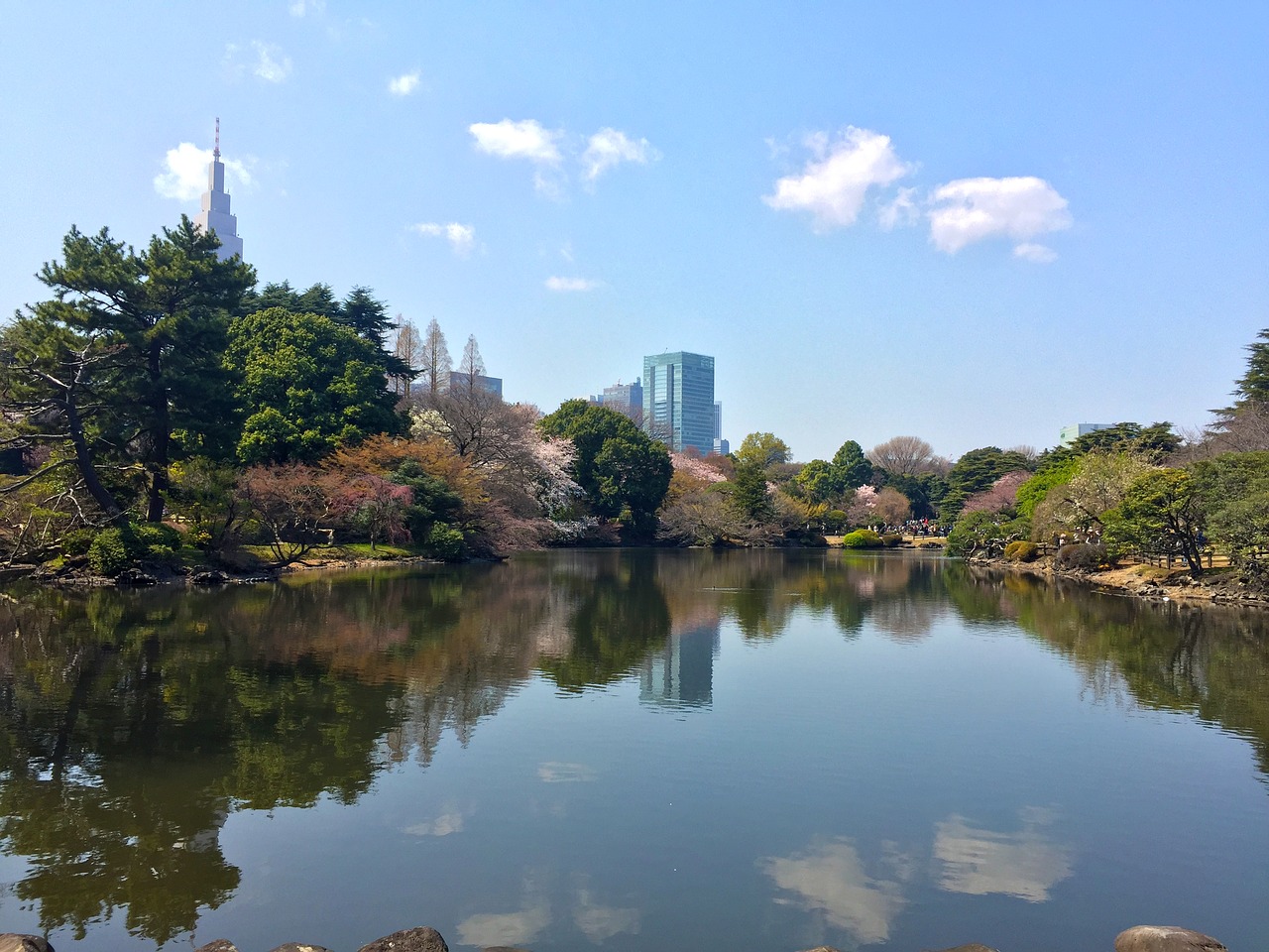 sakura spring japan free photo