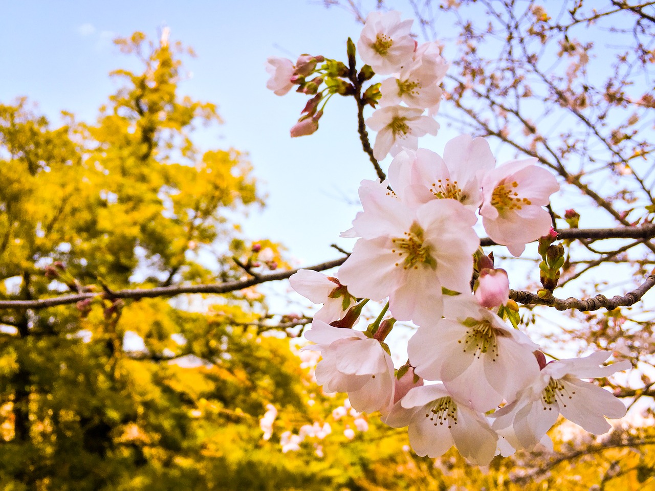 sakura spring blossom free photo