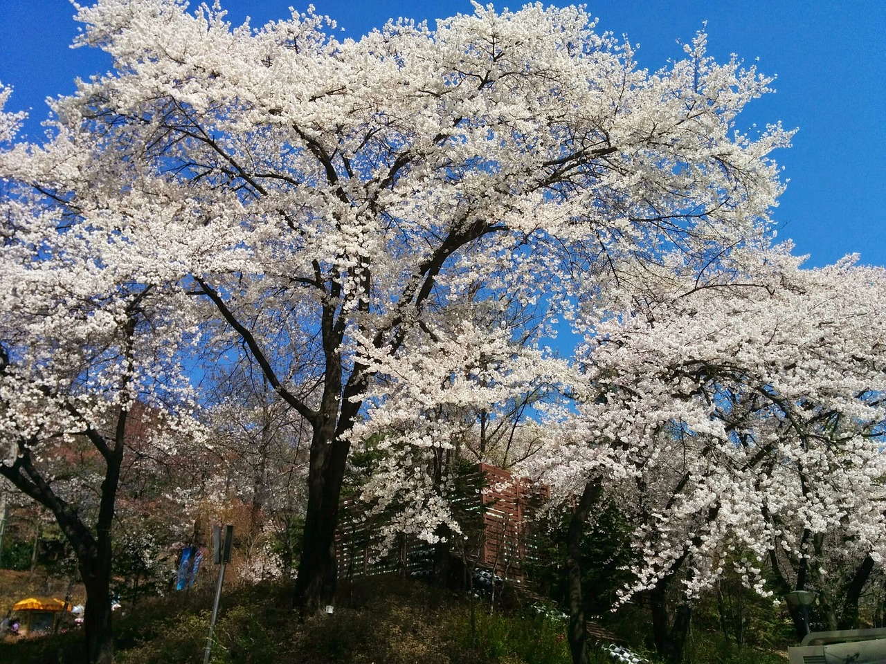 sakura cherry blossom flowers free photo