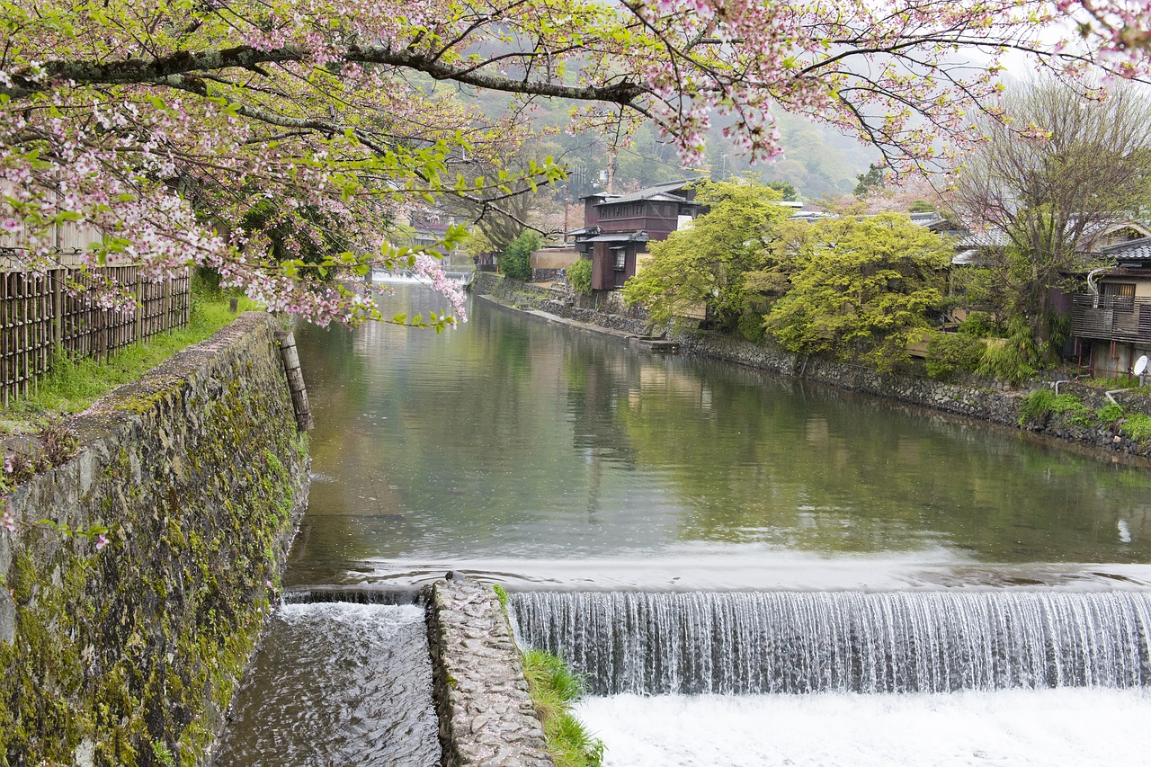 sakura river kyoto free photo