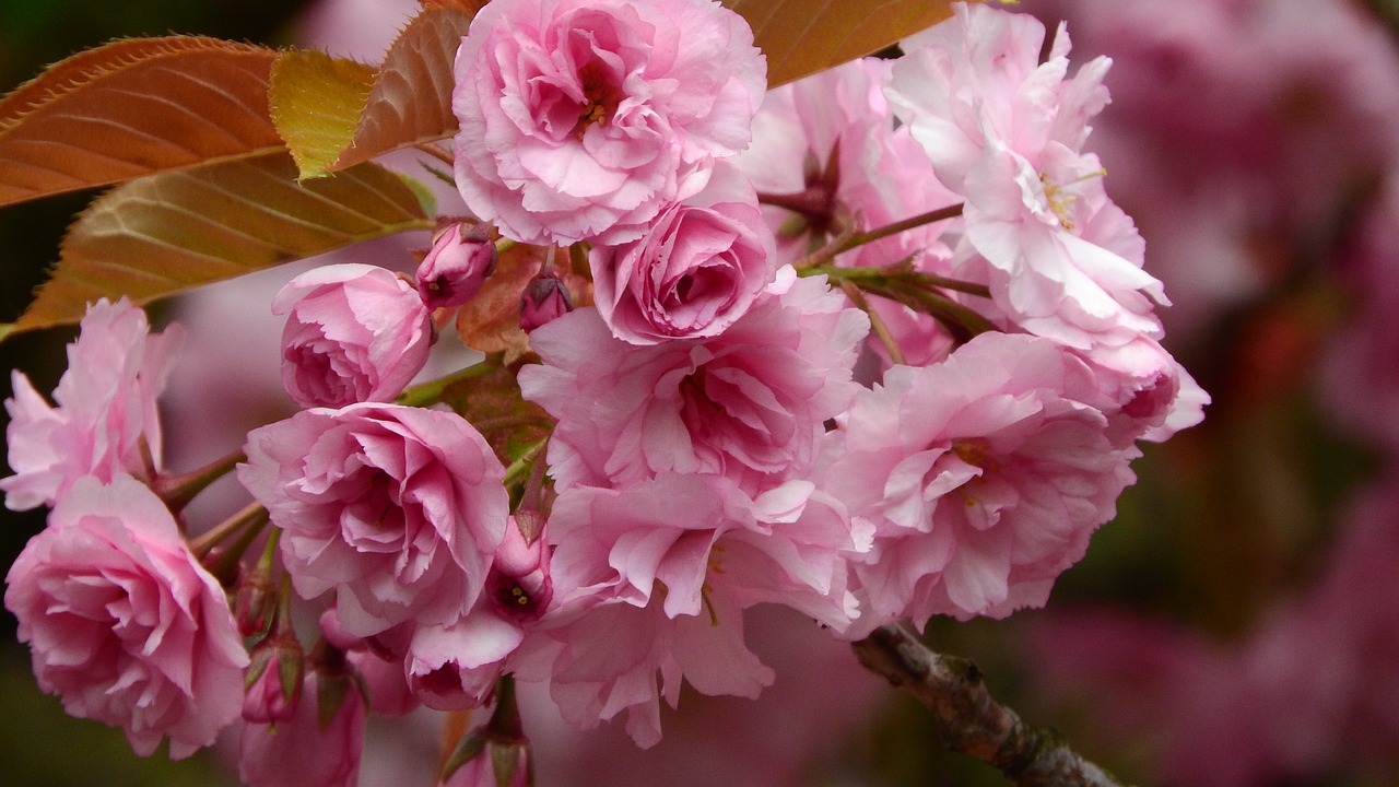 sakura cherry an ornamental cherry free photo