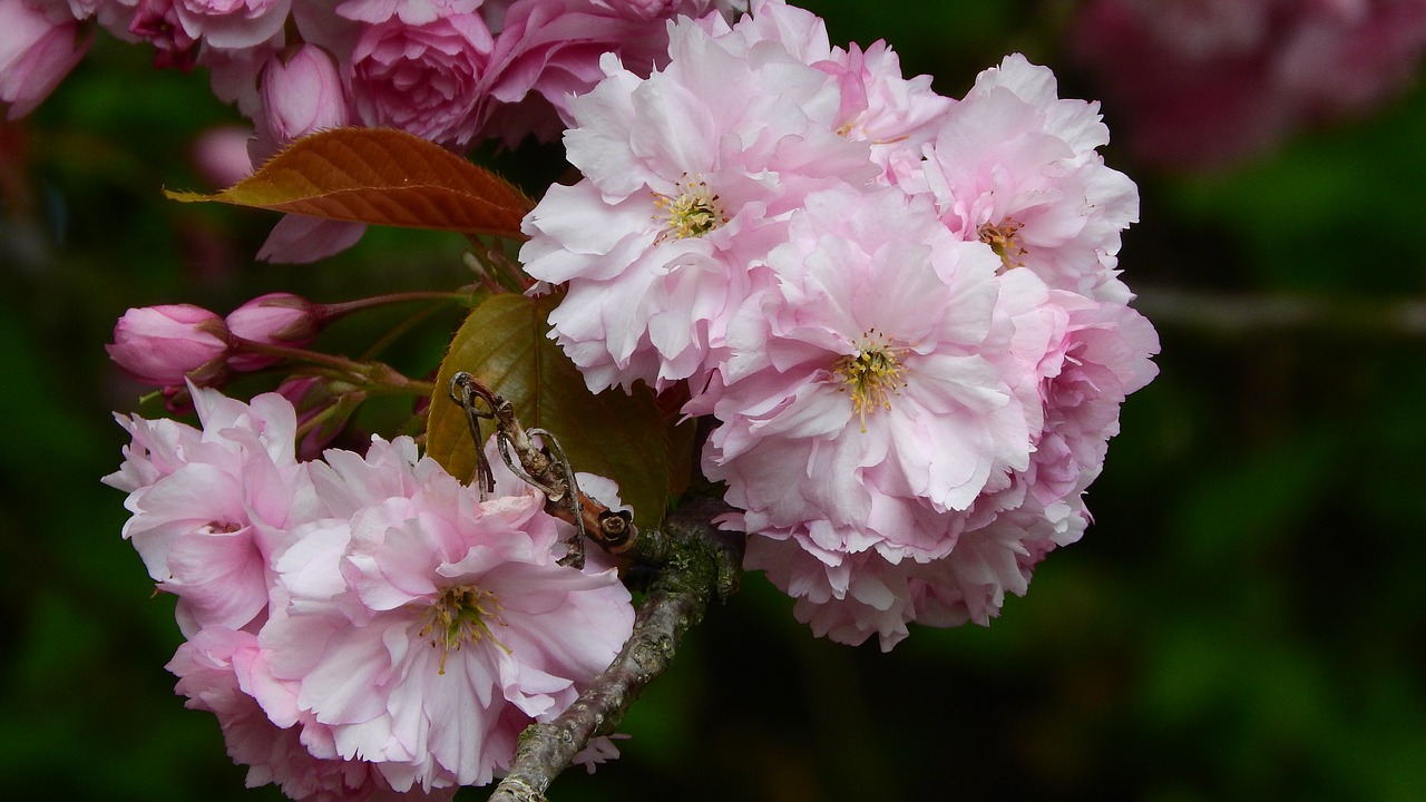 sakura flower sakura pink flower free photo